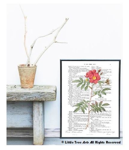 Affiche Page de Livre Botanique Rose Rouge