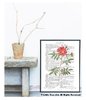 Rose Red Botanical Book Page Art Print