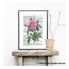 Art Print French Rose Botanical Book Page