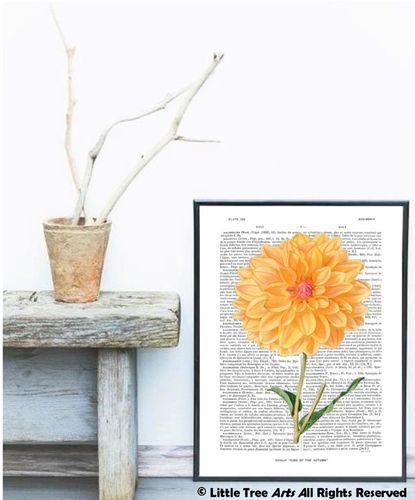 Affiche Page de Livre  Botanique Dahlia Orange