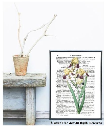 Affiche Page de Livre Botanique Iris Squalens